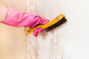 Professional Mold Removal