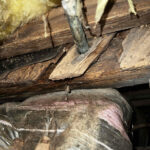 Charlotte Wood Rot and Mold