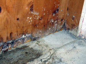 Waterproofing and mold removal in Concord, NC