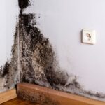 During the summer, black mold is a massive risk in your home